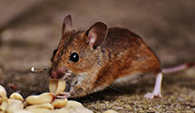 24 Hour & Emergency Exterminators in North East, PA
